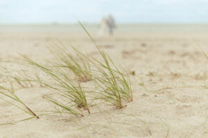 Gräser am Strand auf Föhr Gräser am Strand